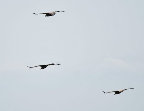 Volovja reber – vroča točka biodiverzitete