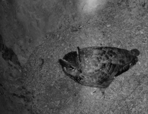 Montirali smo žive kamere