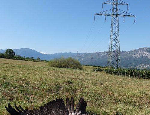 V Vipavski dolini beloglavi jastreb trčil v visokonapetostni daljnovod.